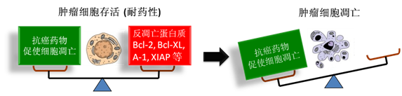 图 1：肿瘤细胞通过反凋零蛋白产生耐药性，对反凋零蛋白的抑制将改变平衡，消除肿瘤耐药性。