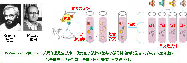 抗体制备