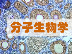 分子生物学实验服务