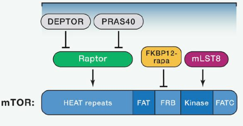 mTORC1由mTOR、Raptor和mLST8以及非核心组件PRAS40和Deptor组成