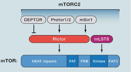 mTORC2的组成蛋白主要有Rictor、mSin1、mSLT8和Protor等