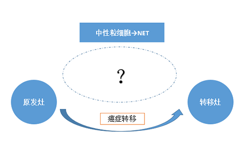 NET可能会通过某些方式“捕获”或“唤醒”癌细胞，从而造成癌细胞的迁移。