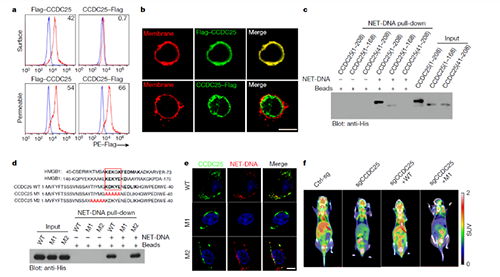 NET  DNA并非随机捕获癌细胞，而是与癌细胞的CCDC-25产生了特异性结合