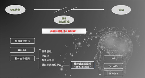 人工合成NT类脂质开放血脑屏障，为CNS药物打开新局面