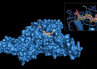 Science重磅！一种“分子剪刀”如何成为COVID-19药物的重要靶标？