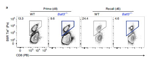 研究人员发现BATF3对记忆CD8+ T细胞的转化和质量都至关重要。