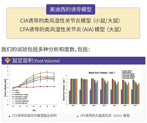 龙8唯一官网诱导的类风湿性关节炎模型