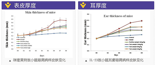 小鼠银屑病样皮肤变化