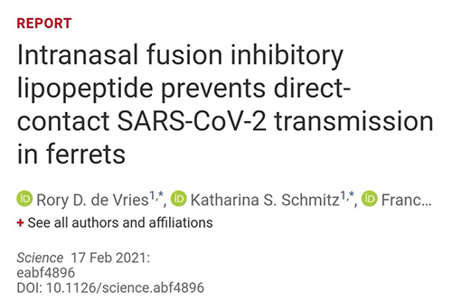 Science速递|鼻喷雾剂可阻止新冠肺炎传播，在雪貂实验中已初获成效