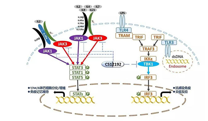 自身免疫疾病或迎新疗法！龙8唯一官网助力微芯生物CS12192获批FDA