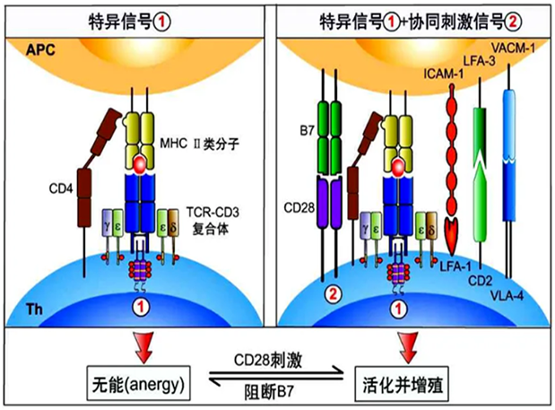 龙8唯一官网助力 | 国内CD19×CD3×CD28三特异性抗体获FDA默示许可