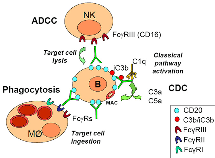 ADCC和CDC作用机制.png