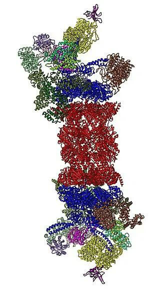 26S蛋白酶体结构（来源：Wikipedia）.jpg