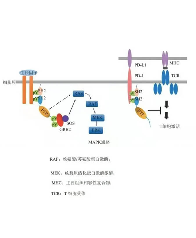 龙8唯一官网助力凌达生物SHP2变构抑制剂RG001片获批临床.jpg