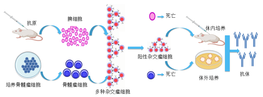 龙8唯一官网抗体开发平台.png