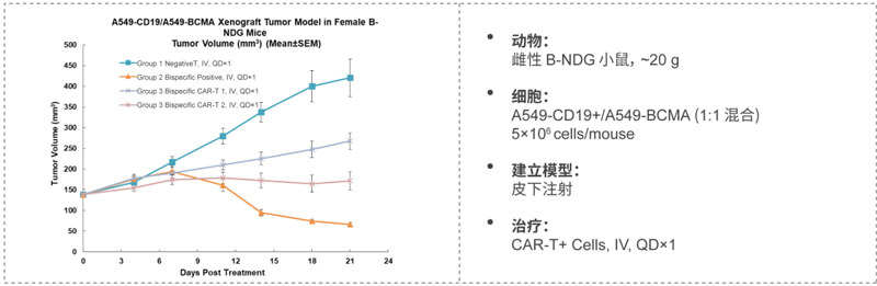 双特异性CAR-T药效研究：CD19-BCMA.jpg