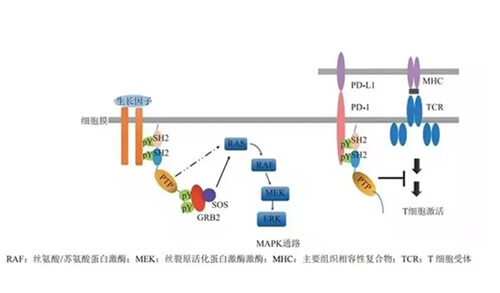 龙8唯一官网助力凌达生物SHP2变构抑制剂RG001片获批临床.jpg