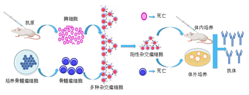 杂交瘤技术.jpg