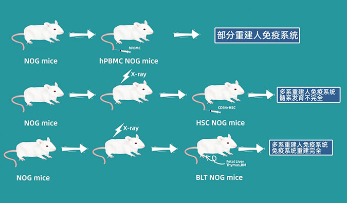 评价肿瘤药物的动物药效模型，你选对了吗.jpg