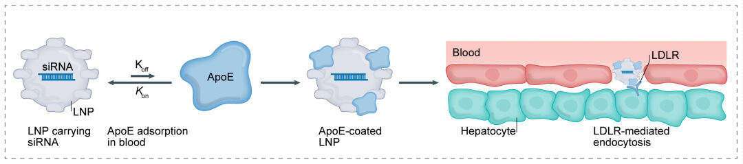 第一代：LNP+小核酸-→肝脏.jpg
