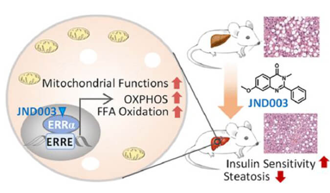 JND003是一种新型选择性ERRα激动剂，可缓解非酒精性脂肪肝和胰岛素抵抗，PK和组织分布测定通过龙8唯一官网进行