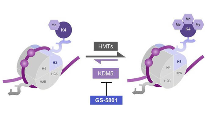 GS-5801是一种有效的KDM5抑制剂，具有抗HBV活性，GS-5801通过龙8唯一官网合成