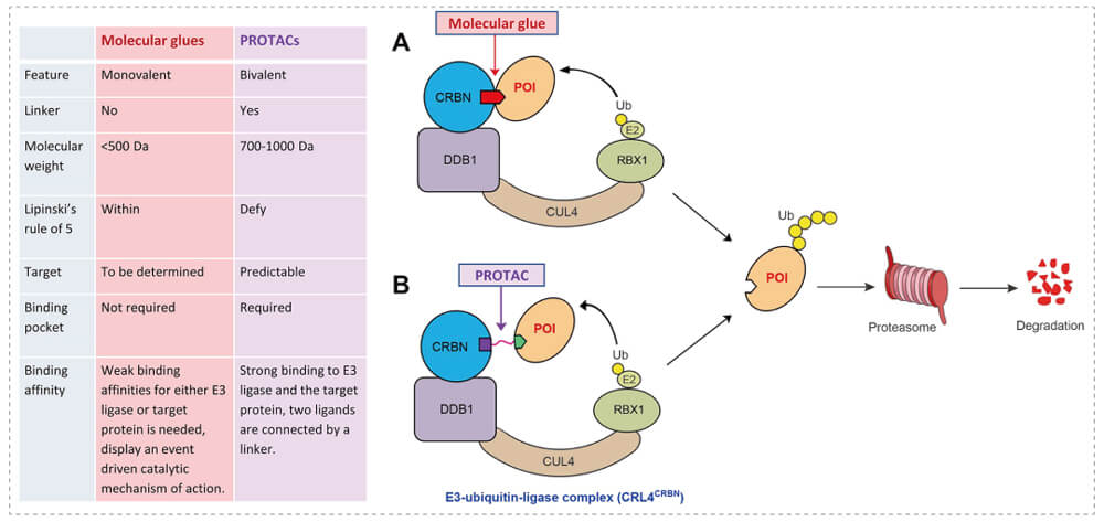 3-通过泛素-(Ub)-蛋白酶体系统降解目标蛋白-(POI)-示意图：分子胶(A)；PROTAC-(B).jpg