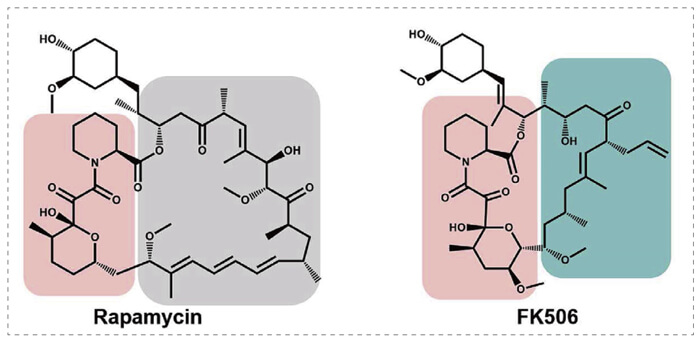 5-雷帕霉素、FK506-诱导的-FKBP-蛋白质相互作用.jpg