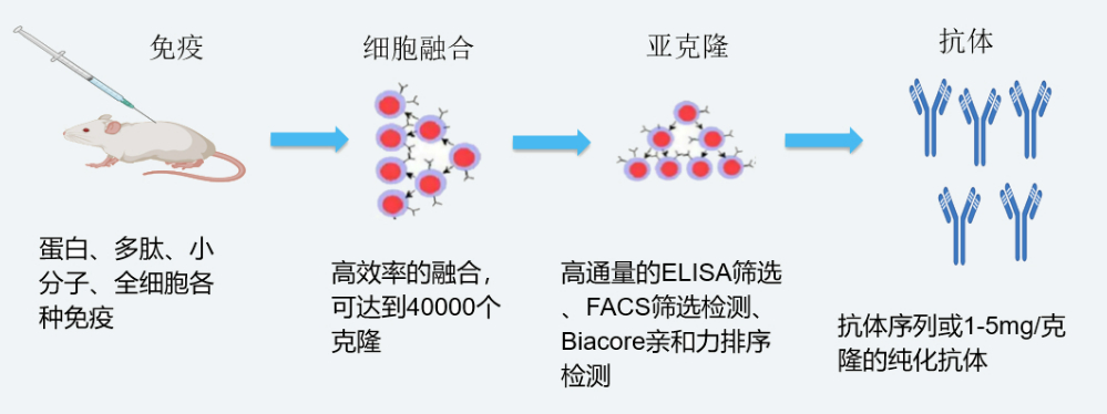 龙8唯一官网杂交瘤技术平台开发流程