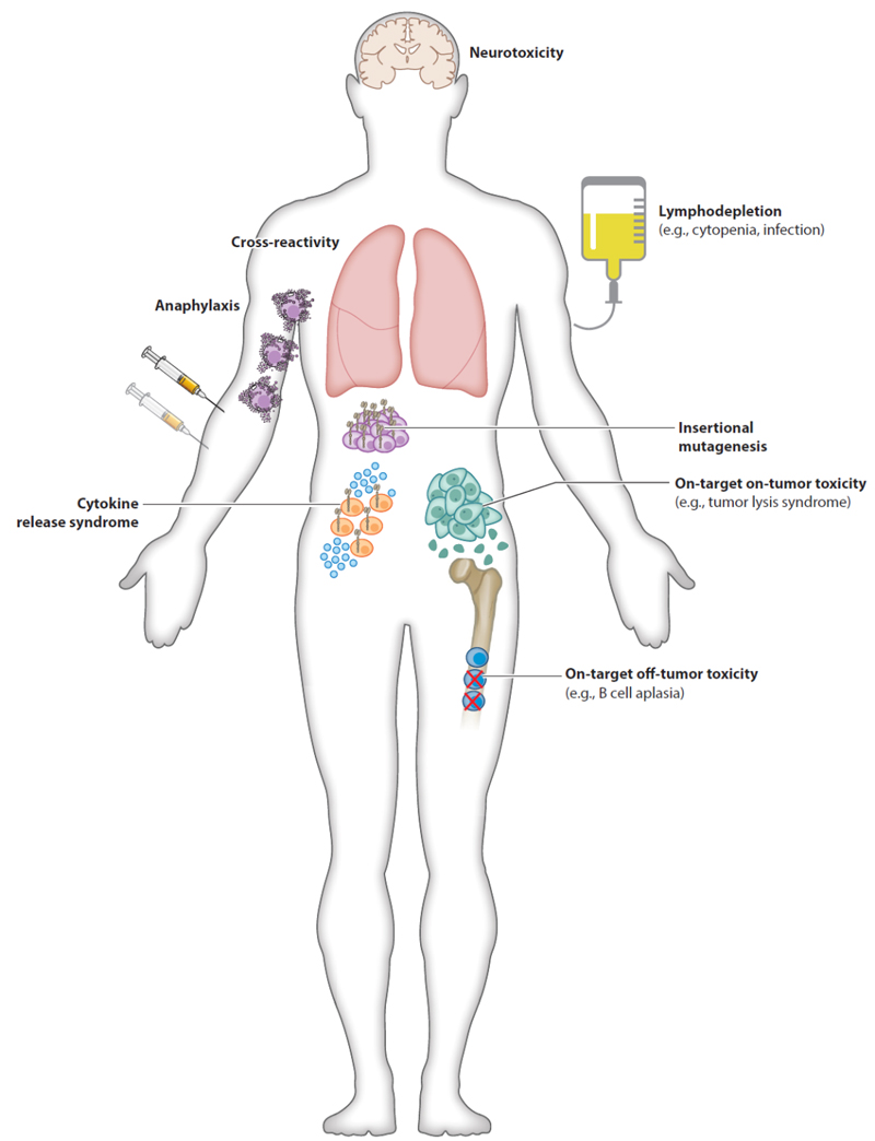 与CAR-T细胞疗法相关的潜在毒性.jpg