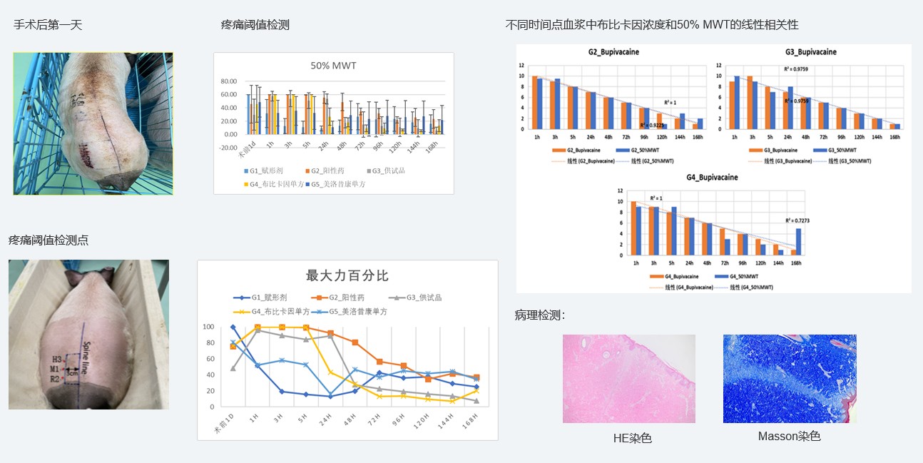 案例1：复方制剂对巴马小型猪术后急性疼痛模型的镇痛试验.jpg