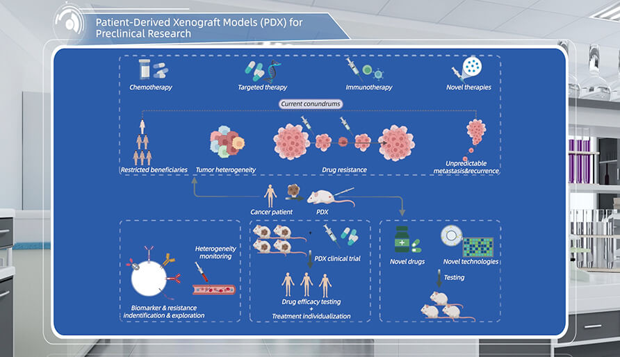 什么是临床前研究的PDX（人源肿瘤异种移植）模型？