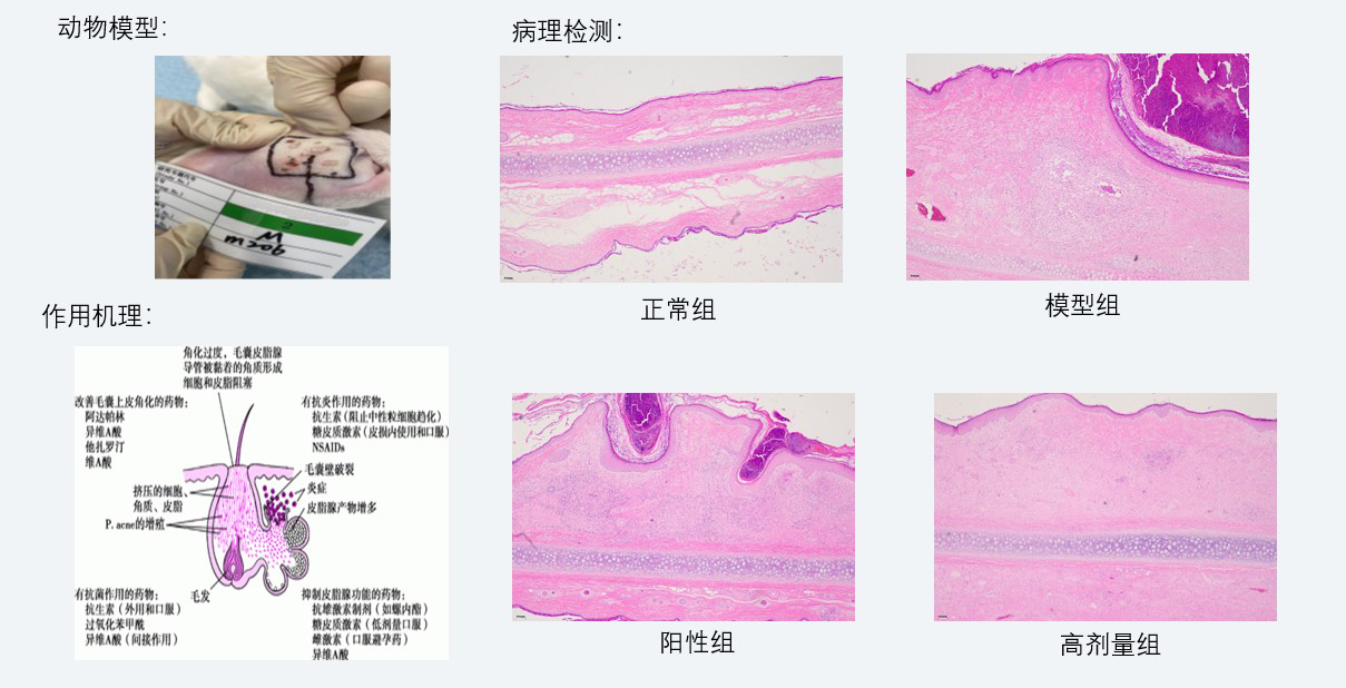 案例3：新西兰兔痤疮药效研究.jpg